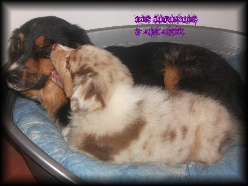 Publication : Des Legendes D'aenarok Auteur : Des Légendes d'Aenarok