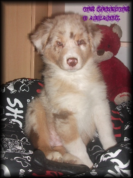 Publication : Des Legendes D'aenarok Auteur : Des Légendes d'Aenarok