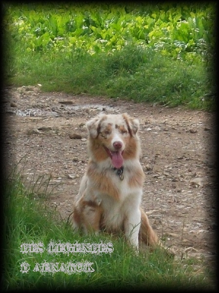 Publication : Des Legendes D'aenarok Auteur : Des Légendes d'Aenarok