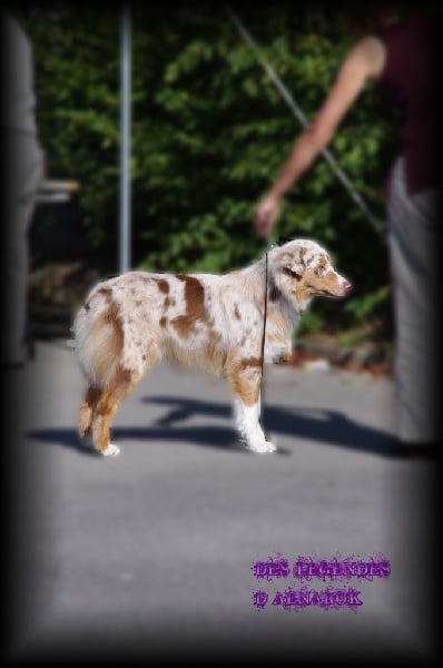 Publication : Des Legendes D'aenarok Auteur : Des Légendes d'Aenarok