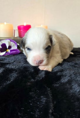 Mâle bleu merle - Berger Australien