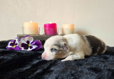 Femelle bleue merle - Berger Australien