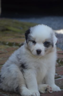 Les chiots de Berger Australien
