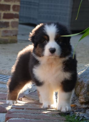 Les chiots de Berger Australien