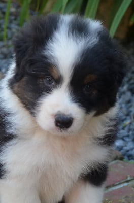 Les chiots de Berger Australien