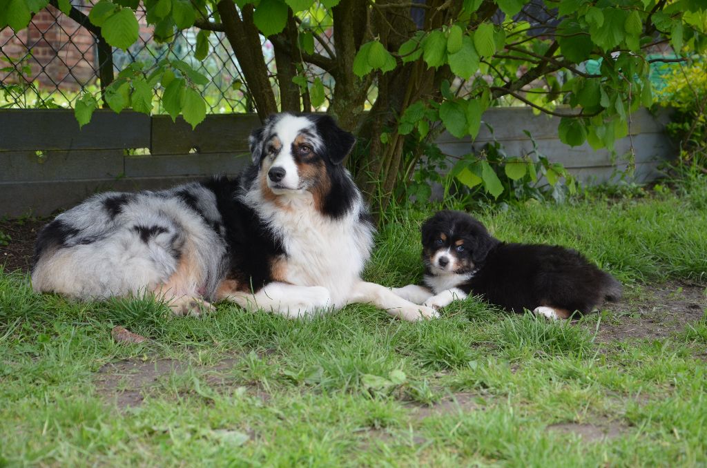 Accueil Elevage Des Legendes Daenarok Eleveur De Chiens