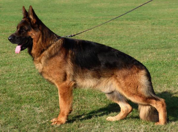 Publication : Von Der Blaue Stern