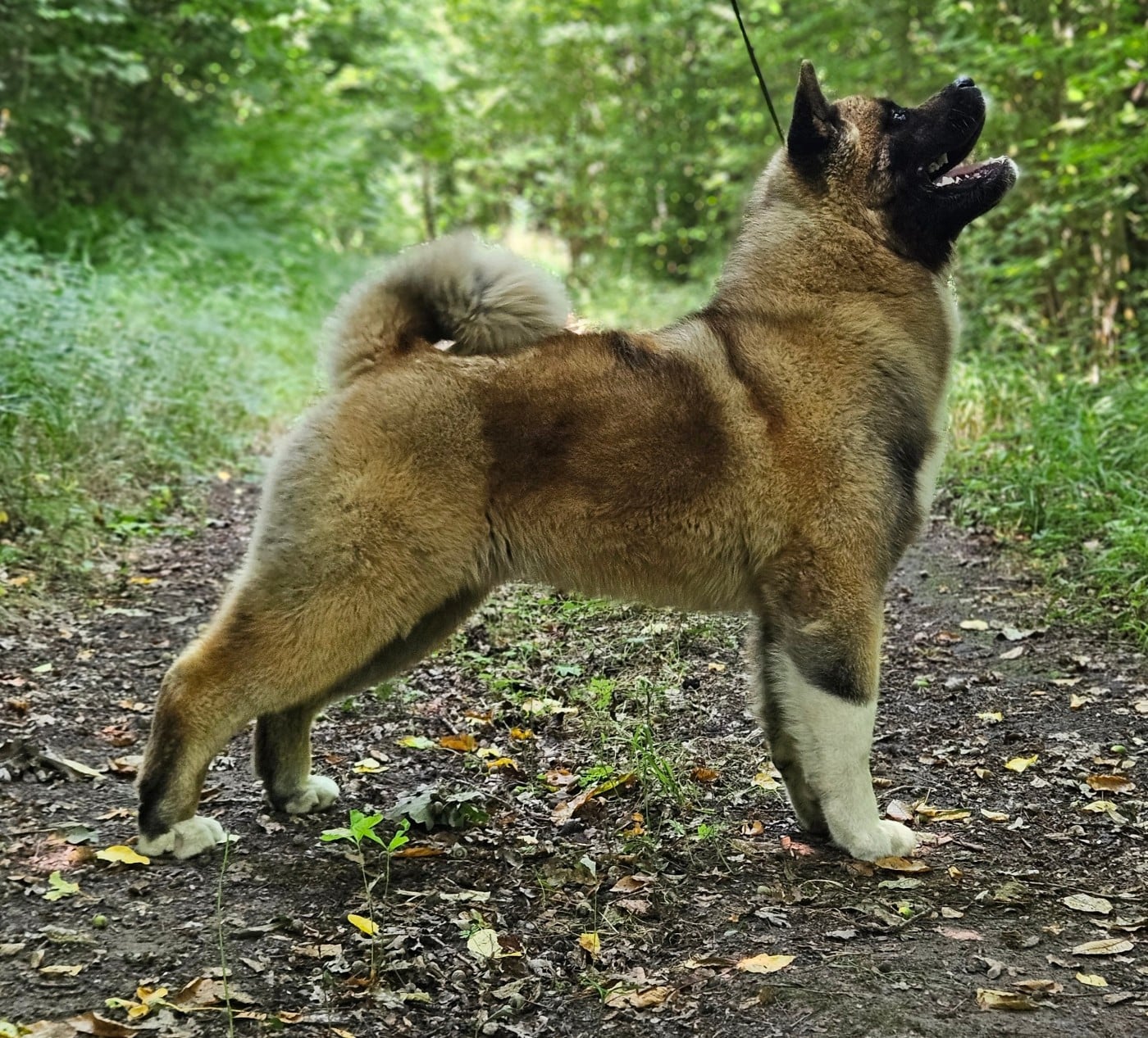 Vantage Des Gardiens De L'arche De Noé