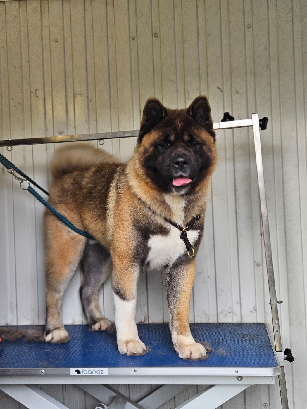 Vantage Des Gardiens De L'arche De Noé
