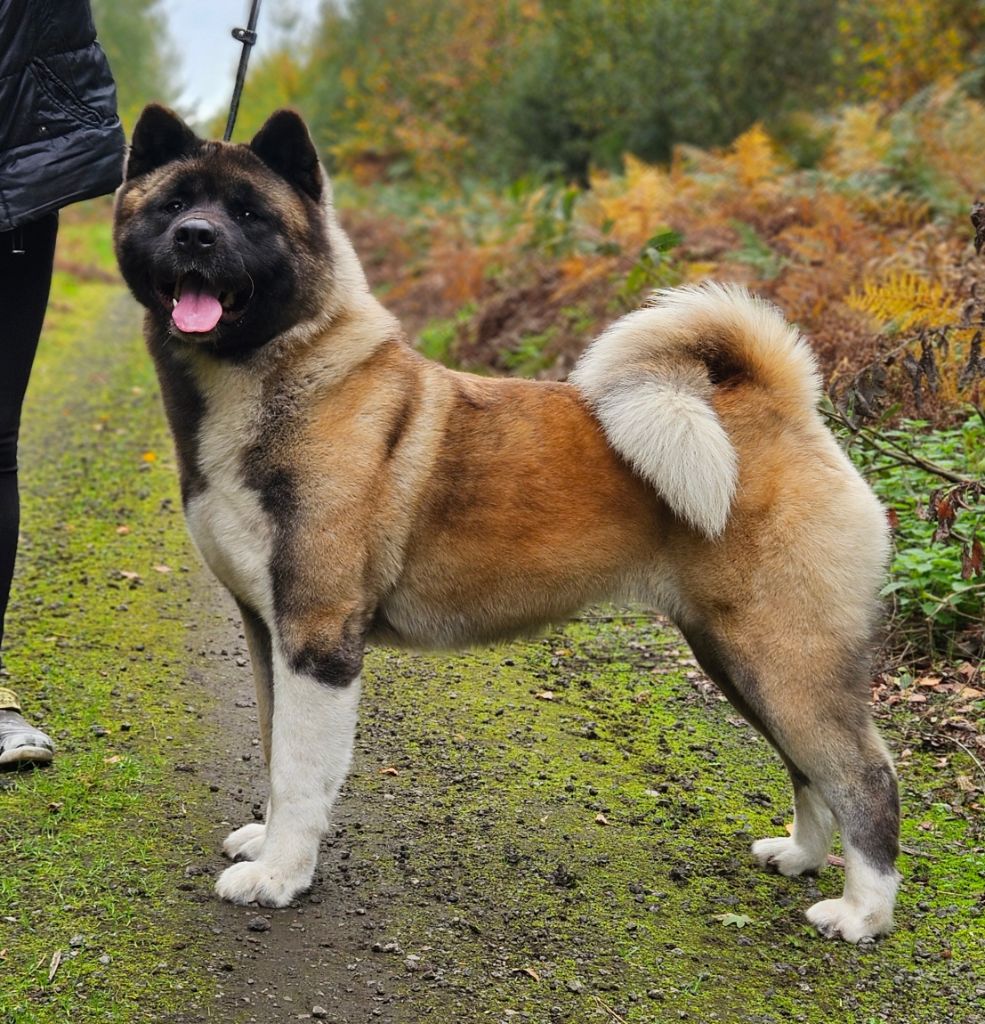 CH. Unkas Des Gardiens De L'arche De Noé
