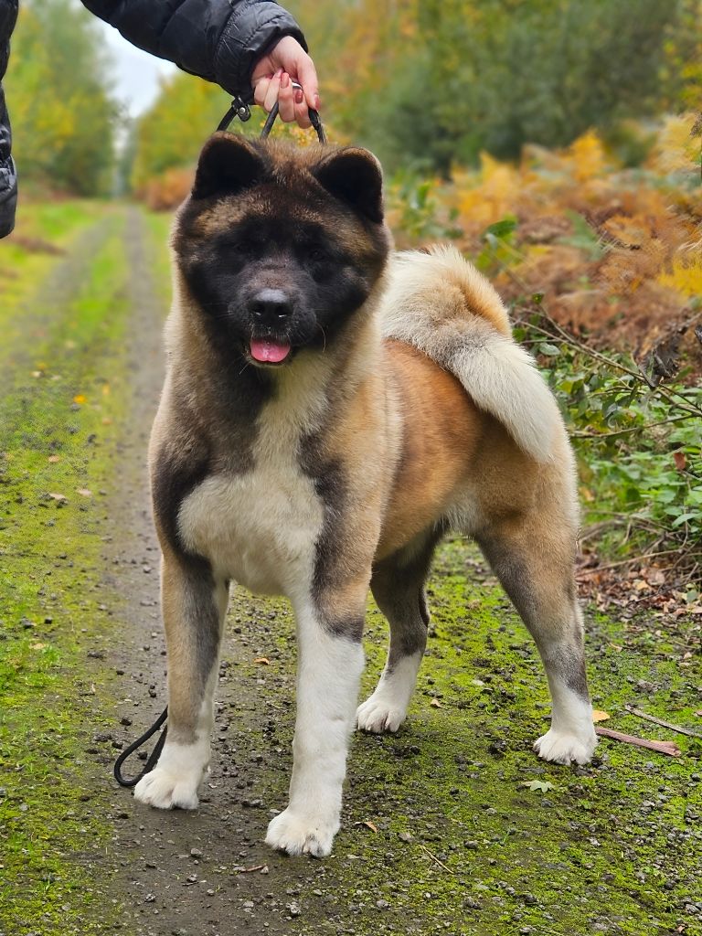 CH. Unkas Des Gardiens De L'arche De Noé