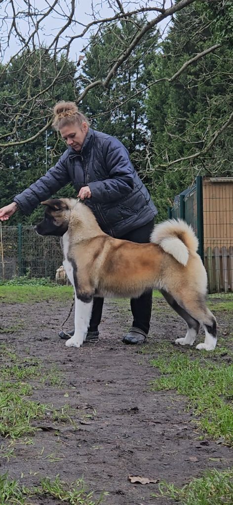 CH. Unkas Des Gardiens De L'arche De Noé