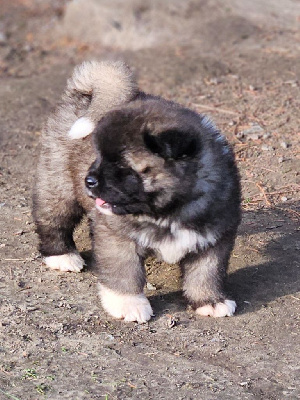 Les chiots de Akita americain