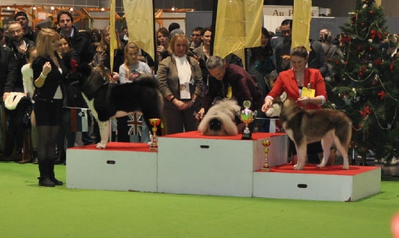 CH. ritetype's High performance dit aston - meilleur de race/réserve meilleur chiot de l'exosition