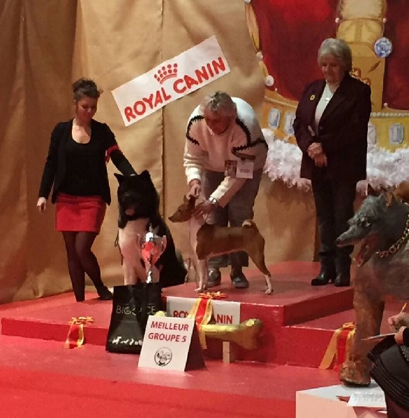 CH. ritetype's High performance dit aston - 1ER EXCELLENT CAC MEILLEUR DE RACE 3ième MEILLEUR CHIEN GROUPE 5