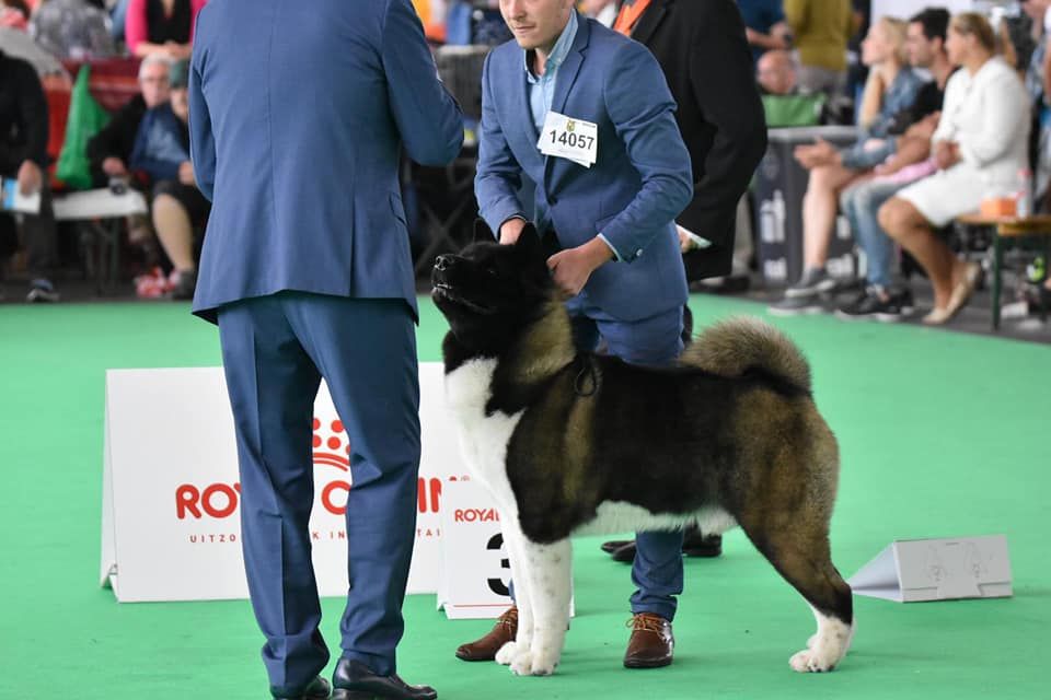 CH. ritetype's High performance dit aston - excellent