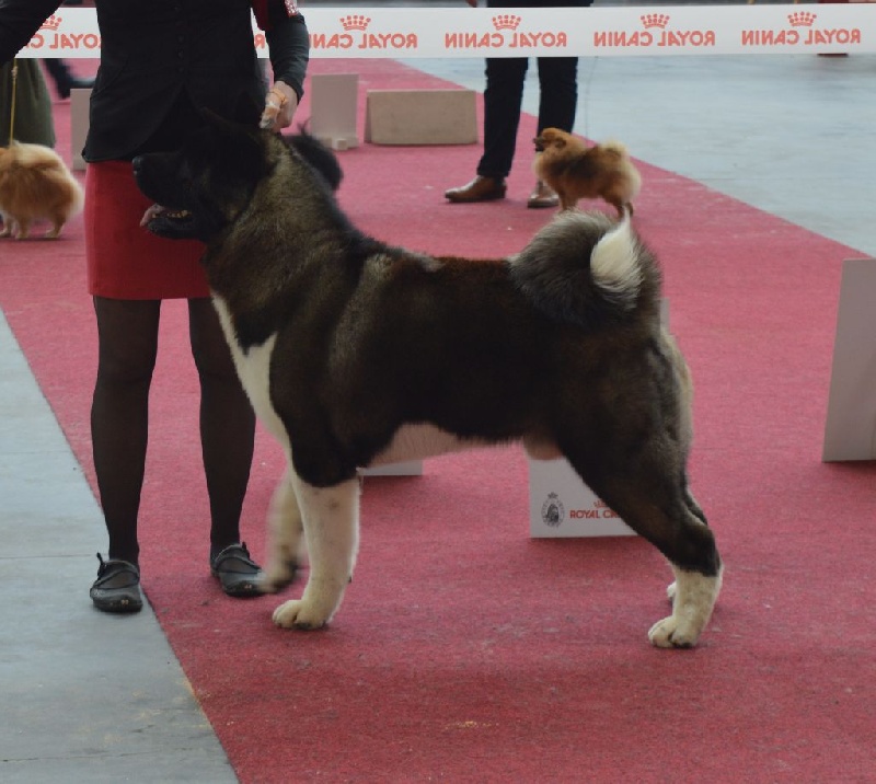 CH. ritetype's High performance dit aston - 1er excellent