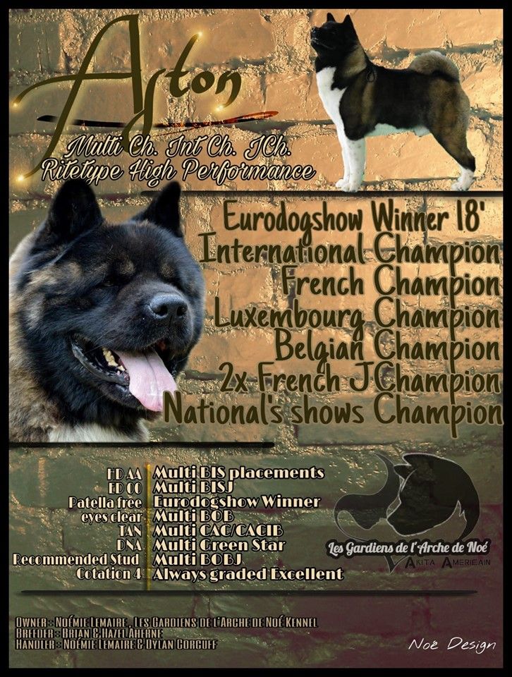 CH. ritetype's High performance dit aston - 1er excellent classe champiohn (1/5) CACL CACIB