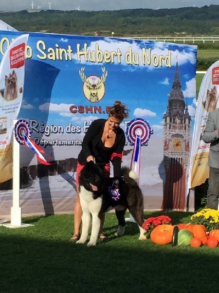CH. ritetype's High performance dit aston - 1ER EXCELLENT CAC MEILLEUR DE RACE 2 ième MEILLEUR CHIEN GROUPE 5