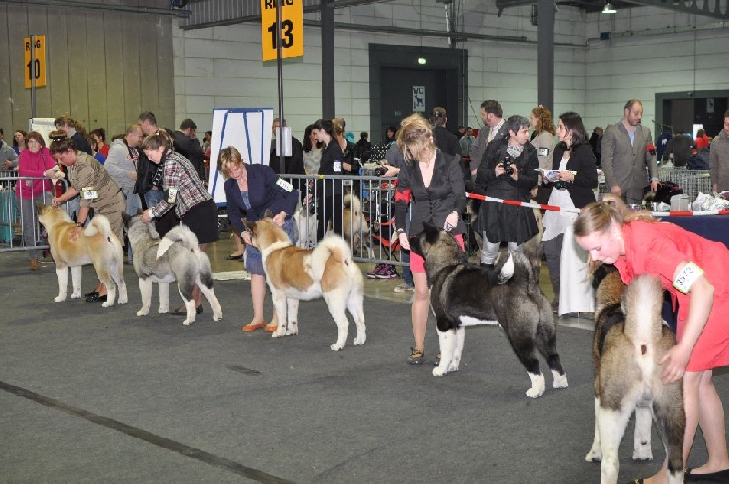 CH. ritetype's High performance dit aston - 2ème excellent sur 7 jeunes mâles