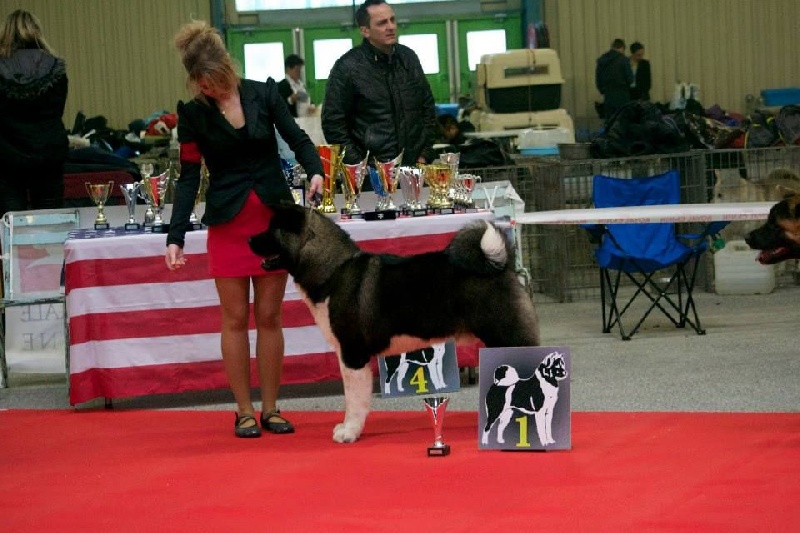 CH. ritetype's High performance dit aston - Meilleur jeune de race, 1er excellent