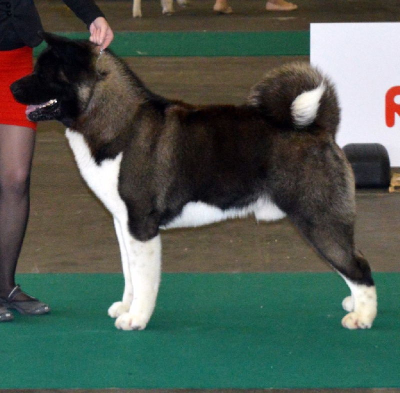 CH. ritetype's High performance dit aston - RCAC RCACIB 1ER EXCELLENT