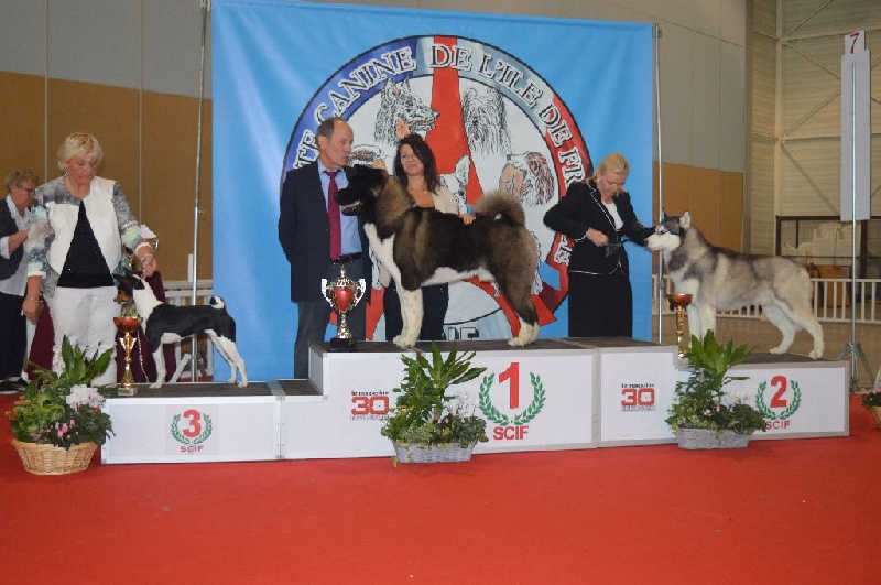 CH. ritetype's High performance dit aston - CACS CACIB meilleur de race