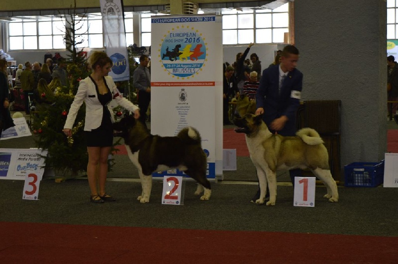 CH. ritetype's High performance dit aston - 2eme excellent