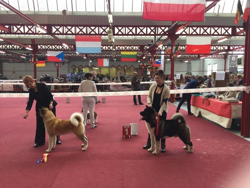 CH. ritetype's High performance dit aston - 1er excellent CACS CACIB meilleur de race