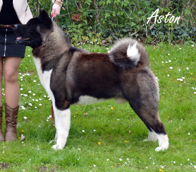 CH. ritetype's High performance dit aston - 2eme excellent RCAC