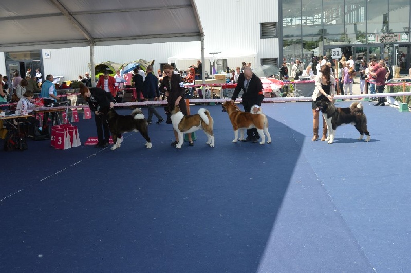 CH. ritetype's High performance dit aston - excellent