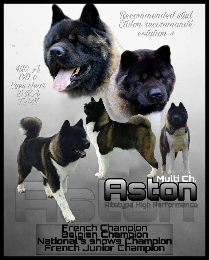 CH. ritetype's High performance dit aston - 1er excellent CACS CACIB