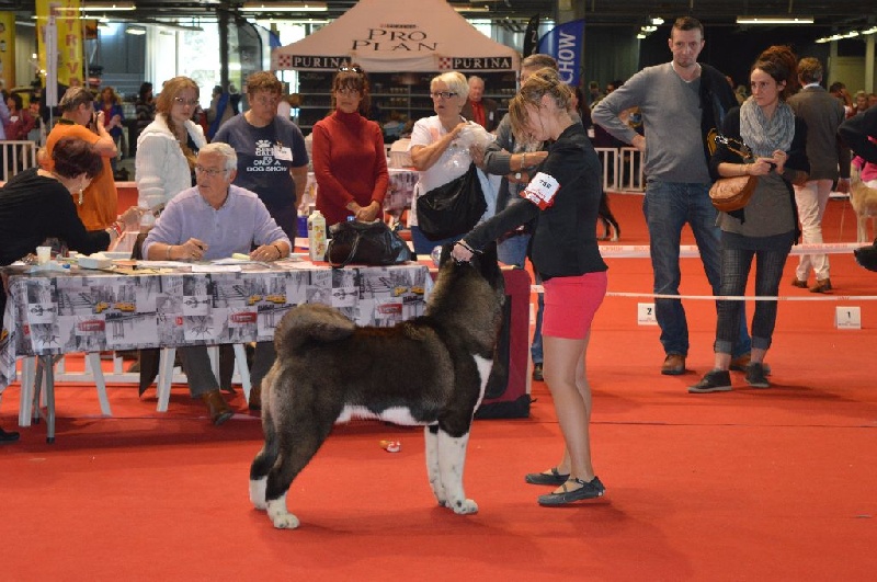 CH. ritetype's High performance dit aston - 1er excellent RCACS RCACIB