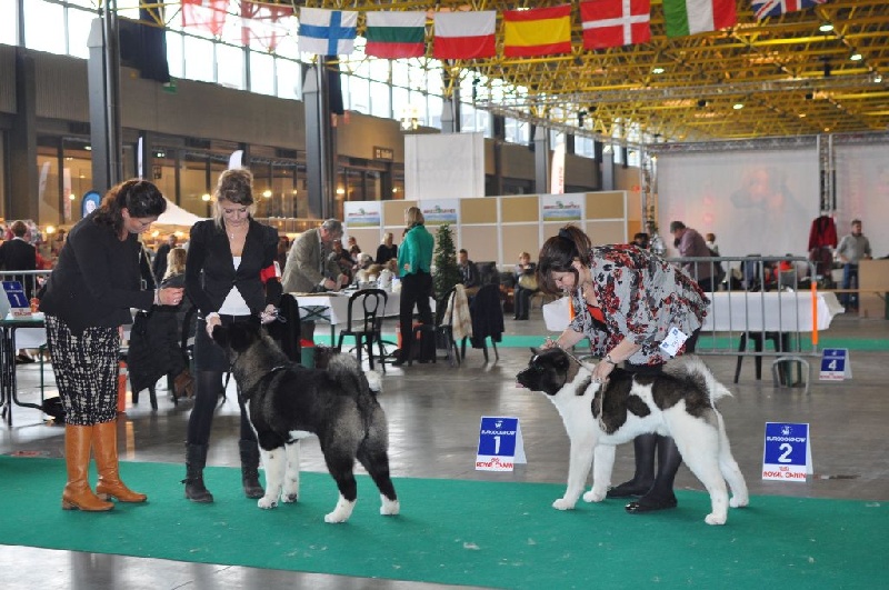 CH. ritetype's High performance dit aston - 2ème Très prometteur