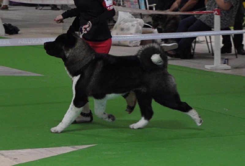 CH. ritetype's High performance dit aston - 1er excellent / Meilleur jeune / jeune champion de France