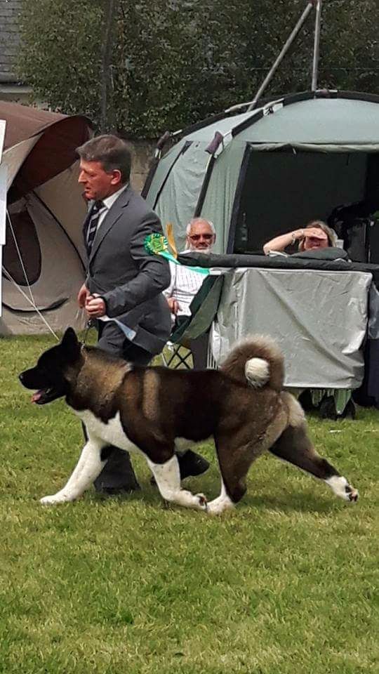 CH. ritetype's High performance dit aston - 1er excellent Green star (=CAC)