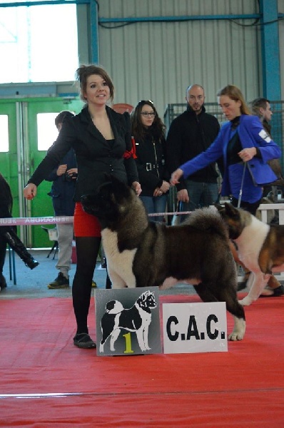 CH. ritetype's High performance dit aston - 1ER EXCELLENT CAC
