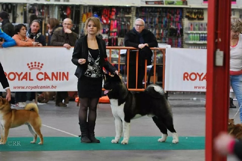CH. ritetype's High performance dit aston - Meilleur puppy de race et 4ème meilleur de l'expo