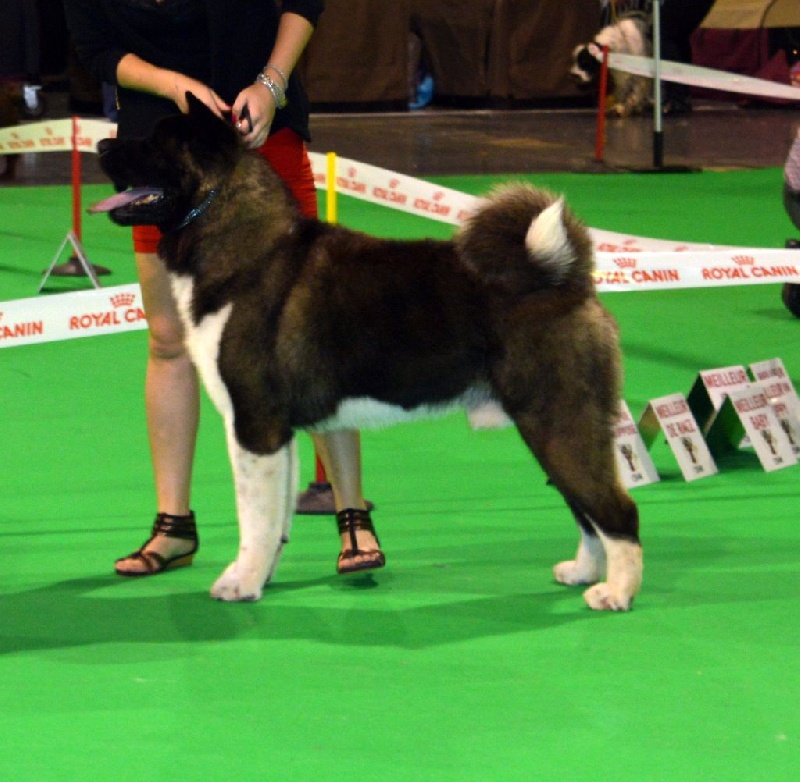 CH. ritetype's High performance dit aston - 3ème excellent