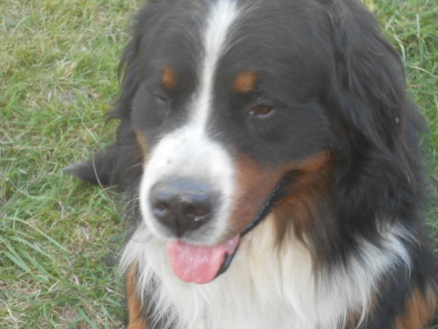 Publication : du Domaine du Lanthenay Auteur : normale