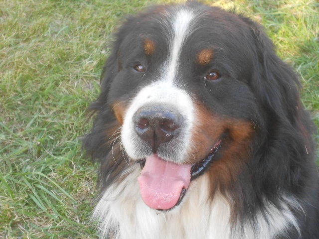 Publication : du Domaine du Lanthenay Auteur : normale