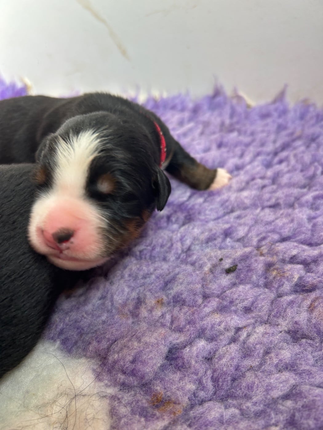 Chiot N°1 - Bouvier Bernois