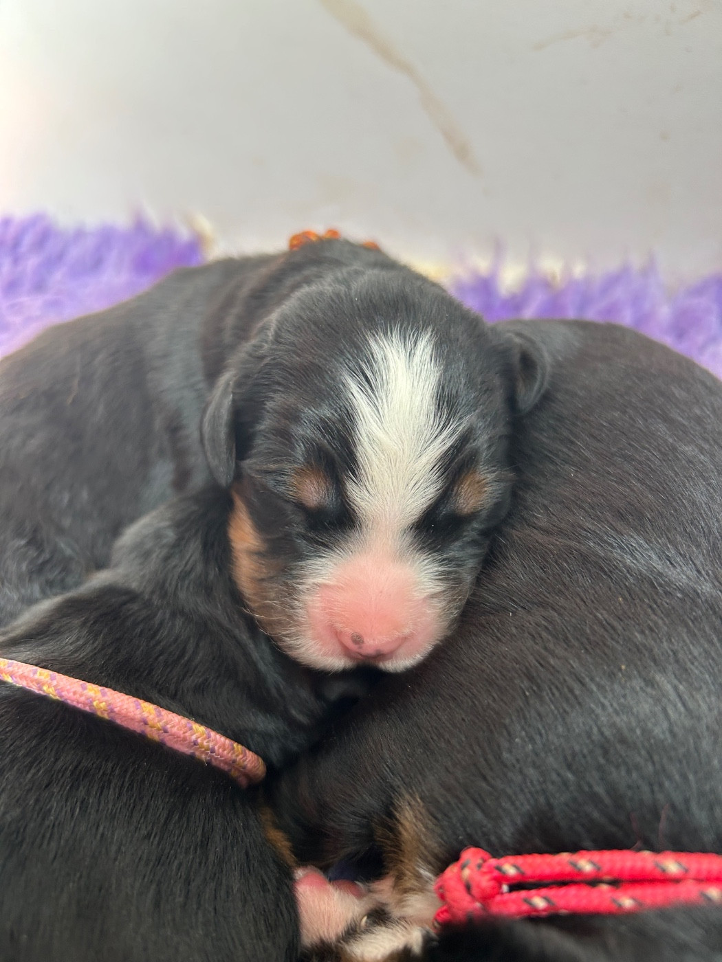 Chiot N°2 - Bouvier Bernois