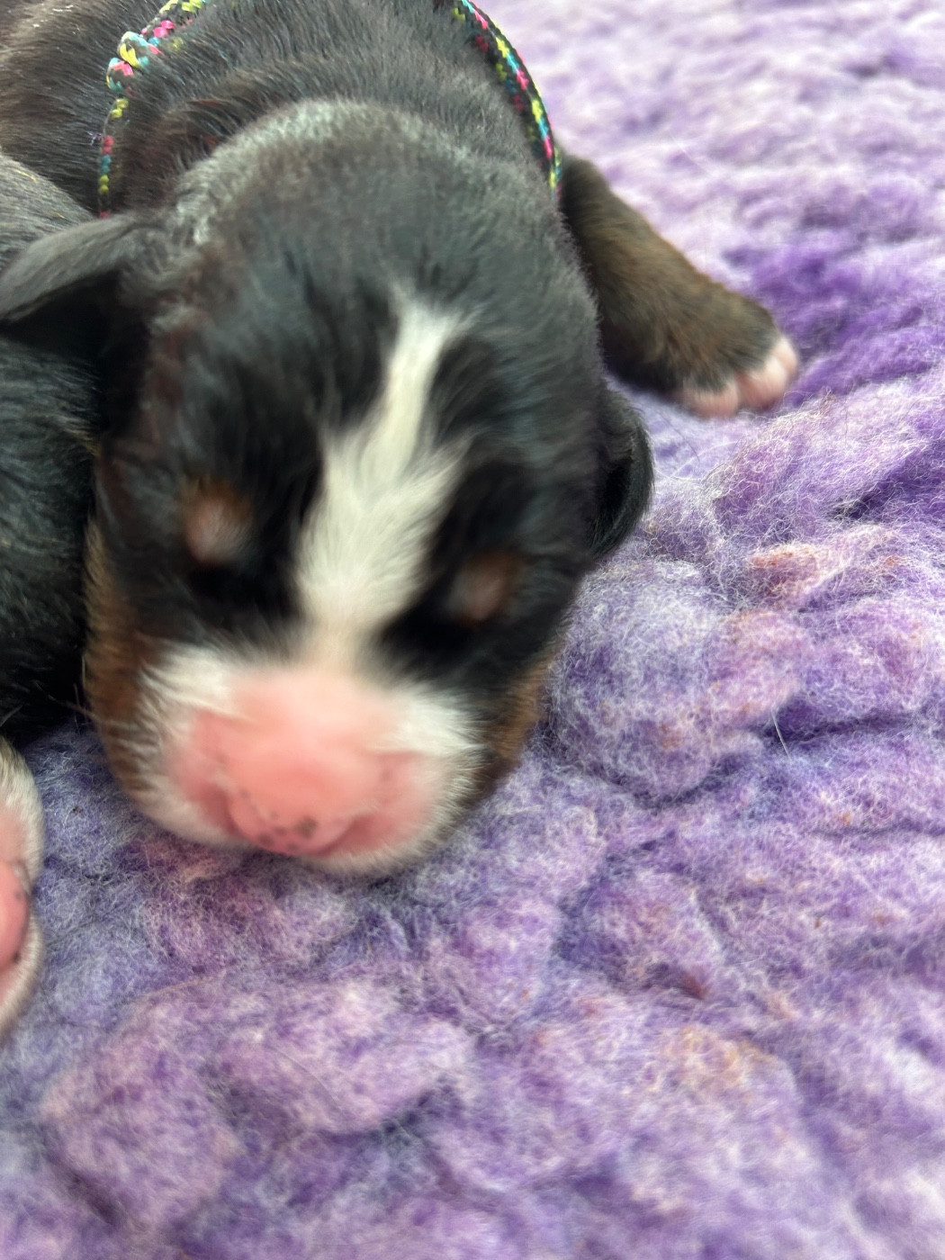 Chiot N°3 - Bouvier Bernois