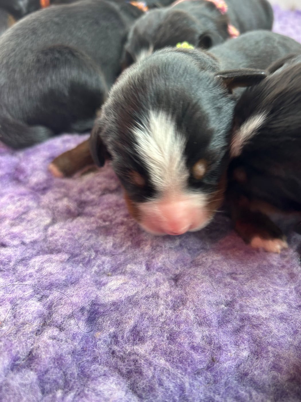 Chiot N°4 - Bouvier Bernois