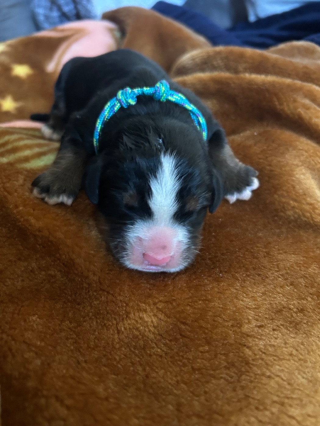 Chiot N°7 - Bouvier Bernois