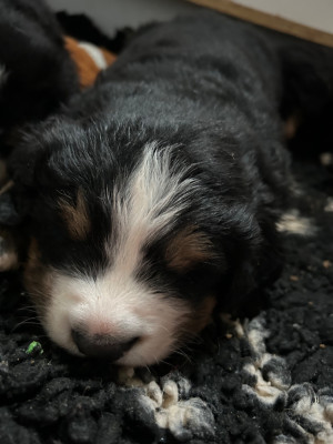 Les chiots de Bouvier Bernois
