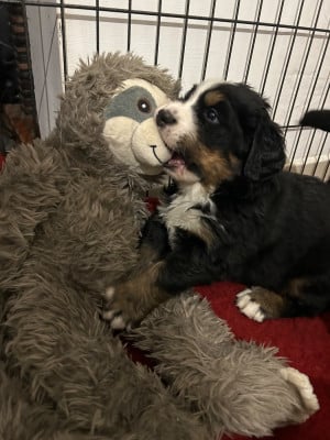 Les chiots de Bouvier Bernois