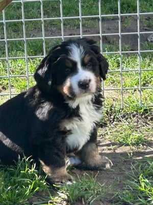 Les chiots de Bouvier Bernois