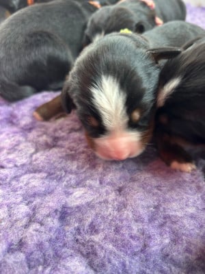 Les chiots de Bouvier Bernois
